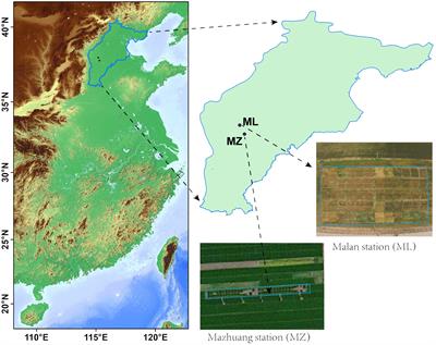 Wheat yield and grain-filling characteristics due to cultivar replacement in the Haihe Plain in China